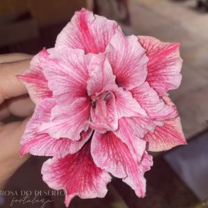 Rosa do Deserto Siam 16013