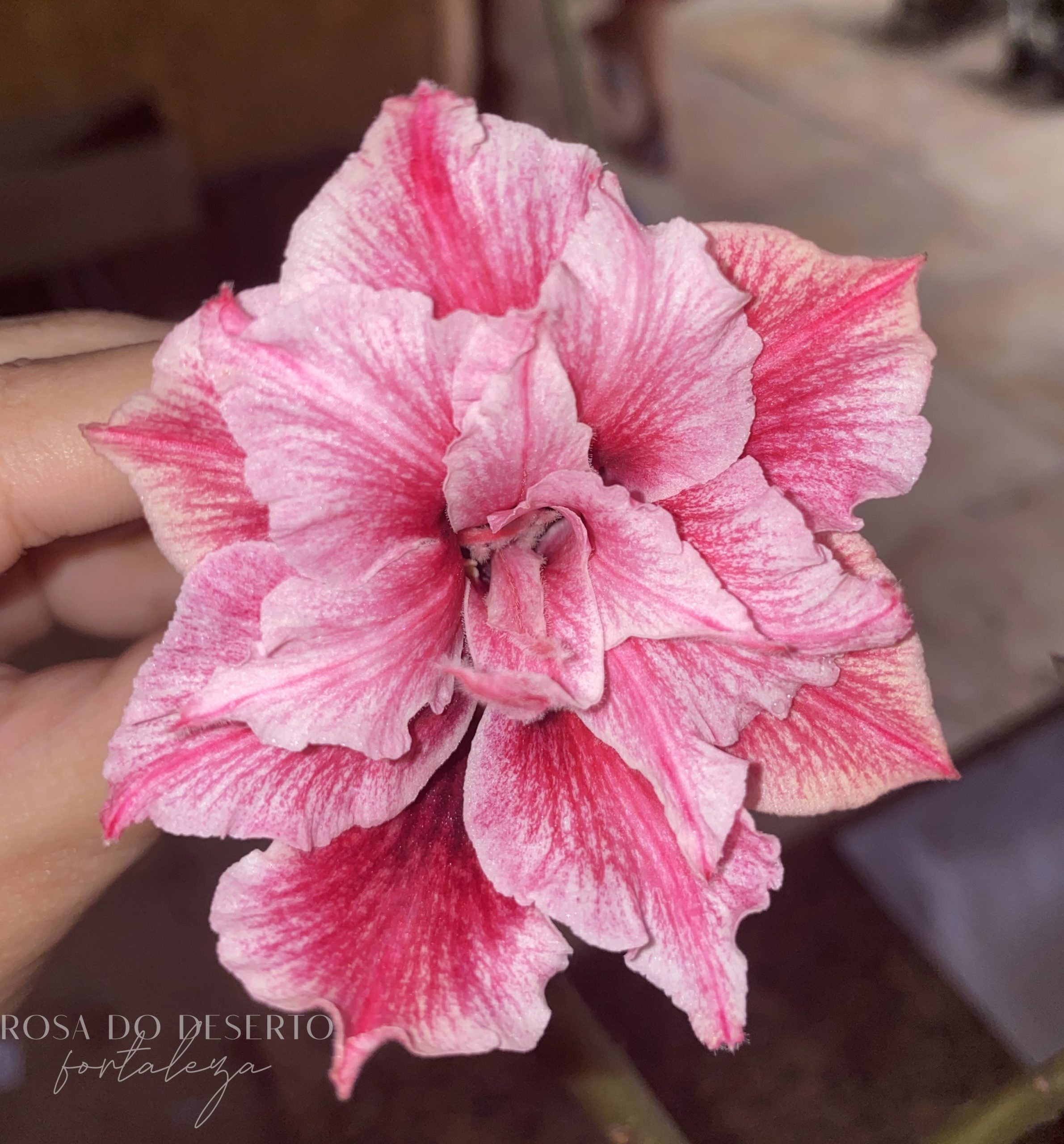 Rosa do Deserto Siam 16013