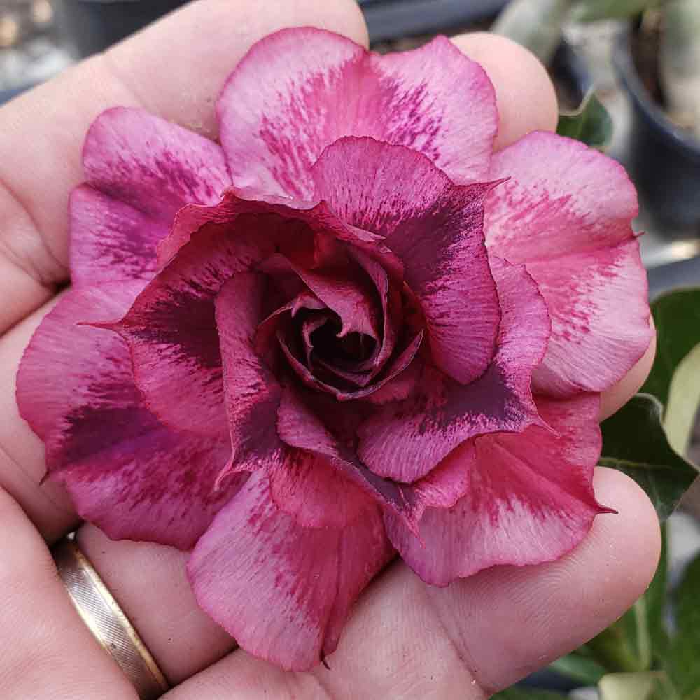 Rosa do Deserto Wonder Color