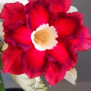 Big Caudex - Rosa do Deserto Variegata 500