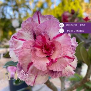 Big Caudex - Rosa do Deserto Maria Flor