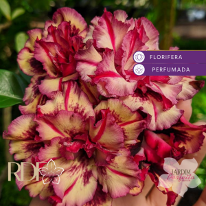 Rosa do Deserto Triple Wish 2