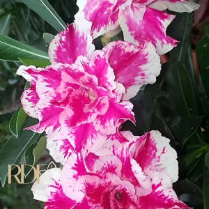 Big Caudex - Rosa do Deserto Sorvete