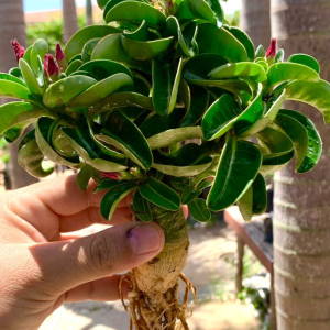 Muda Rosa do Deserto Medusa DHA 100% - 12 meses