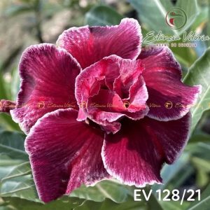 Baby - Rosa do Deserto EV 128
