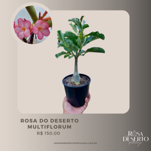 Rosa do Deserto Multiflorum