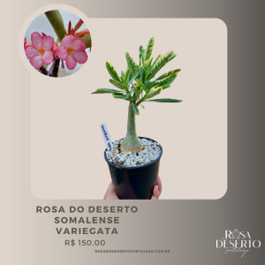 Rosa do Deserto Somalense Variegata