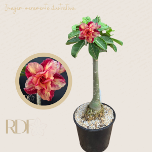 Rosa do deserto Linda - Caudex  Anaconda 2