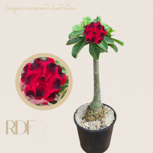 Rosa do deserto Lady Di -  Caudex  Anaconda