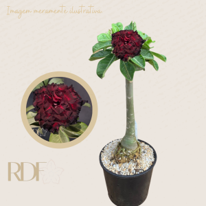 Rosa do deserto Blood Rubi -  Caudex  Anaconda