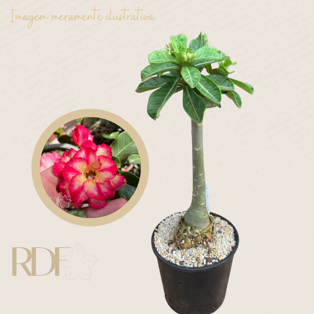 Rosa do deserto Paraibana - Caudex Anaconda