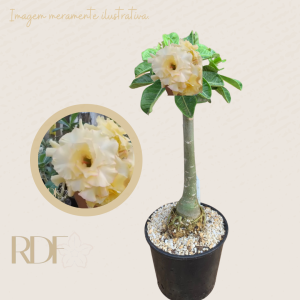 Rosa do deserto Rosa do deserto Pequi -  Caudex  Anaconda