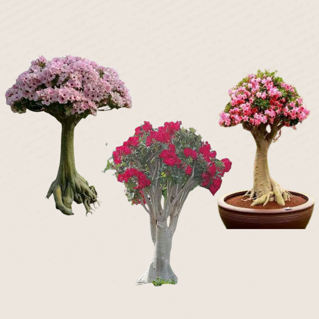 Rosa do deserto Linda - Caudex Anaconda - Imagem 2