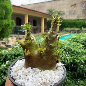 Muda Rosa do Deserto Arabicum Black Hawk x Onyx x Dinosaur