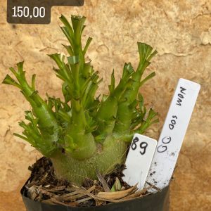 Arabicum - 89