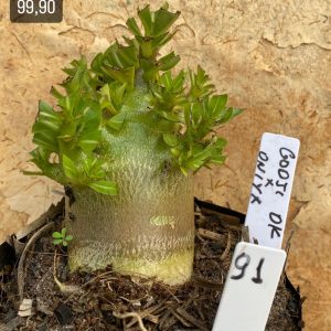 Arabicum - 91