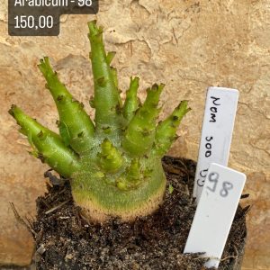Arabicum - 98