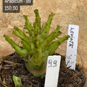 Arabicum - 99