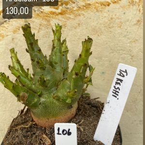 Arabicum - 106