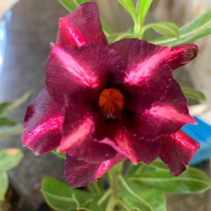 Pré Venda Rosa Do Deserto Vida