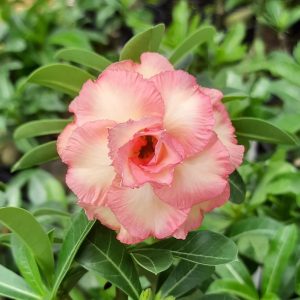 Pré Venda Rosa Do Deserto Romantic