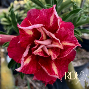 Pré Venda Rosa Do Deserto Lm 4