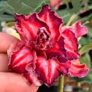 Pré Venda Rosa Do Deserto Arco Íris