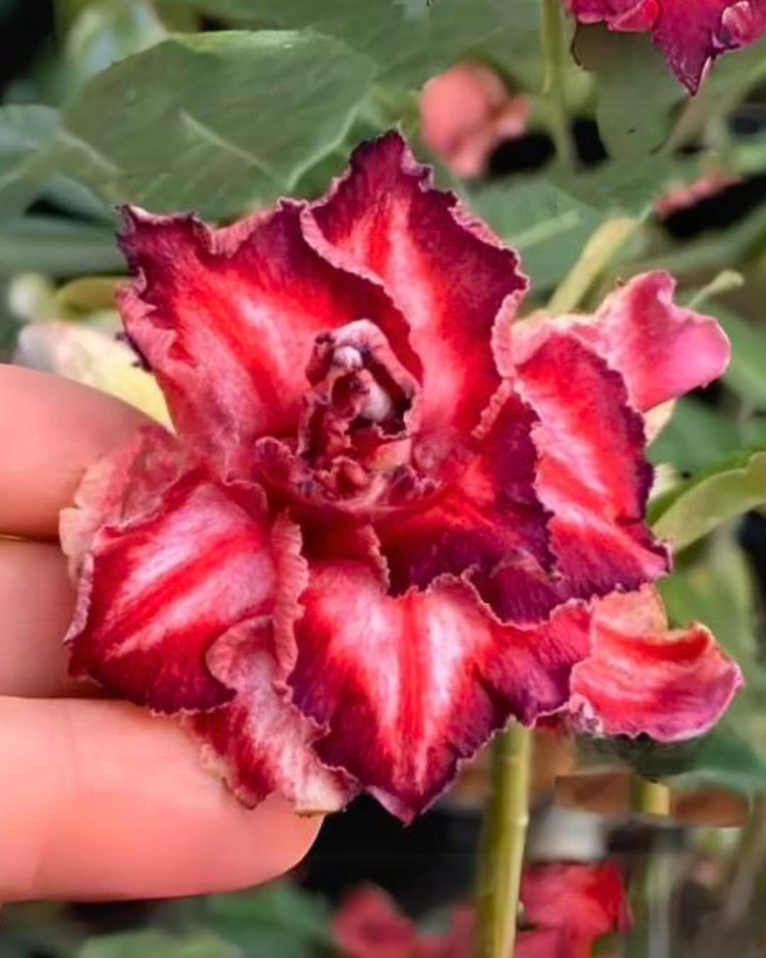 Pré Venda Rosa Do Deserto Arco Íris