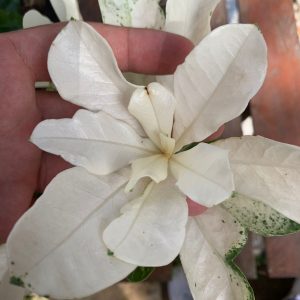 Pré Venda Rosa Do Deserto Variegata Porcelana 2
