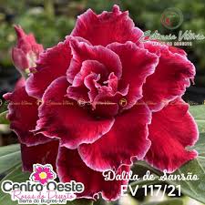 Pré Venda Rosa Do Deserto Dalila De Sansão