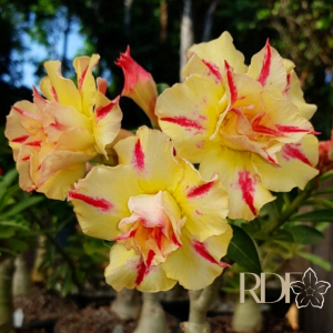 Pré Venda Rosa Do Deserto Yellow Submarine