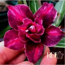 Pré Venda Rosa Do Deserto Velour Down
