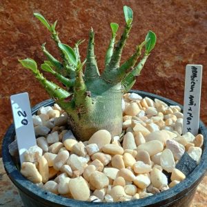Seleção Arabicum - 2