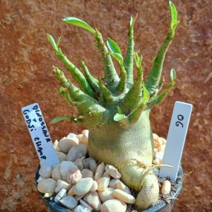 Seleção Arabicum - 6
