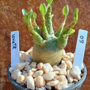 Seleção Arabicum - 9