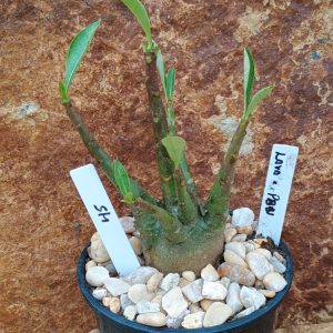 Seleção Arabicum - 45