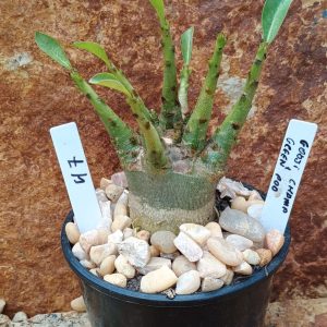 Seleção Arabicum - 47