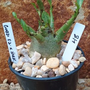 Seleção Arabicum - 48