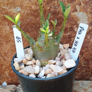 Seleção Arabicum - 59