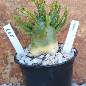 Seleção Arabicum RDF - 107