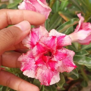 Pré Venda Rosa Do Deserto Kr 329