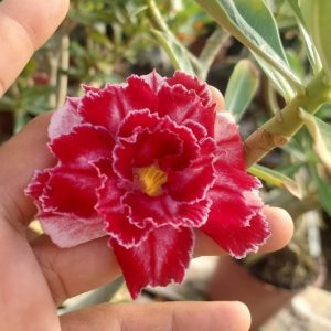 Pré Venda Rosa Do Deserto Kr 45