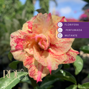 Rosa do Deserto Baby - Rosa do Deserto Beauty - RDF Baby - RDF Fortaleza