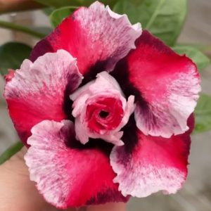 Pré Venda Rosa Do Deserto Mister Okumura