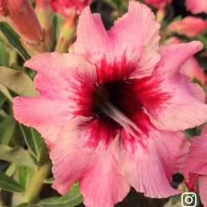 Pré Venda Rosa Do Deserto Ts 235
