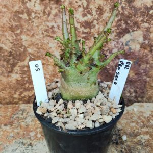 Seleção Arabicum RDF - L50