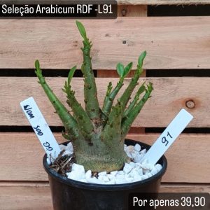 Seleção Arabicum RDF - L91