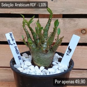 Seleção Arabicum RDF - L105