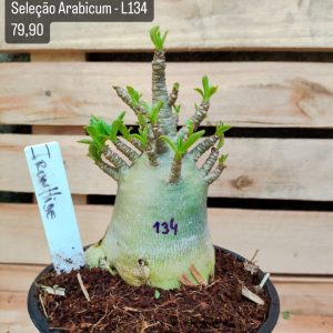 Seleção Arabicum RDF - L134