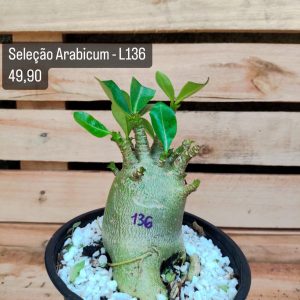 Seleção Arabicum RDF - L136